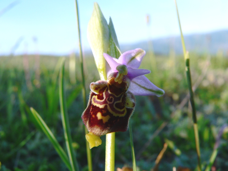 Ophrys fuciflora:  che strane !!!